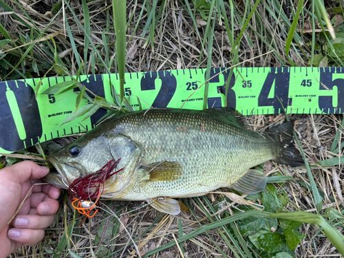 ブラックバスの釣果