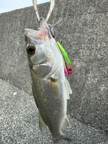 セイゴ（マルスズキ）の釣果