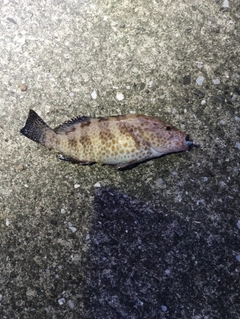 オオモンハタの釣果
