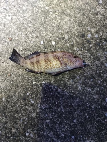オオモンハタの釣果