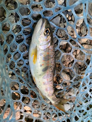アマゴの釣果