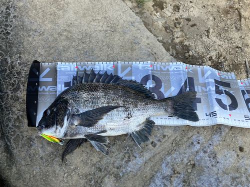 クロダイの釣果