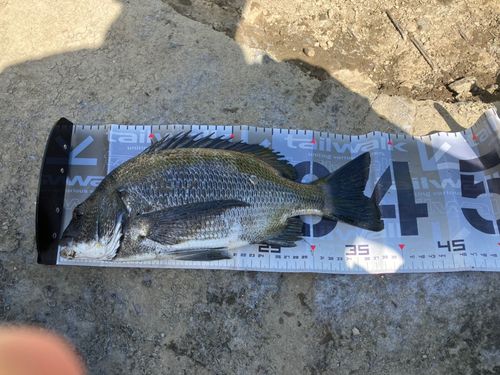 クロダイの釣果