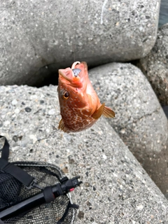 キジハタの釣果