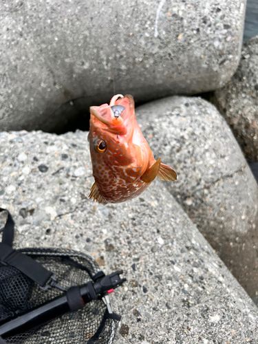 キジハタの釣果