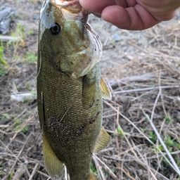 スモールマウスバス