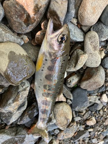 アマゴの釣果