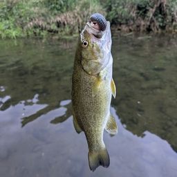 スモールマウスバス