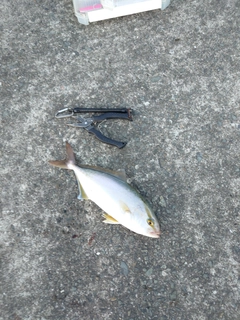 ネリゴの釣果