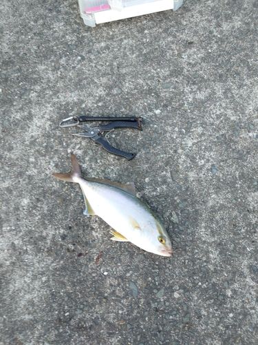 ネリゴの釣果