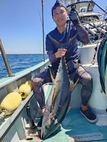キハダマグロの釣果