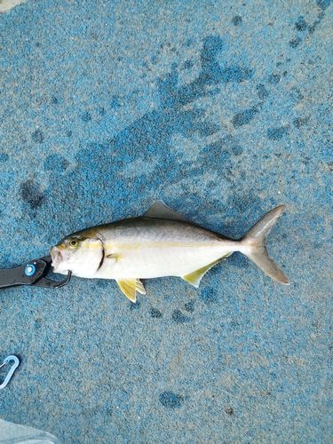 ショゴの釣果