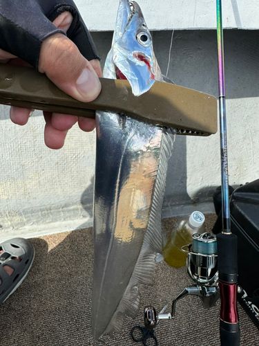 タチウオの釣果