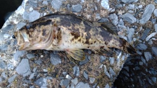 タケノコメバルの釣果