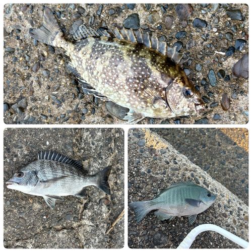 グレの釣果
