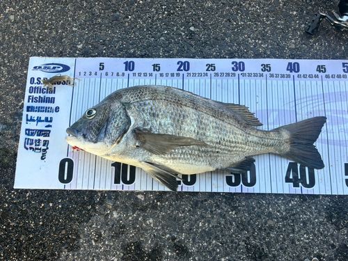 チヌの釣果