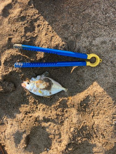 キビレヒイラギの釣果