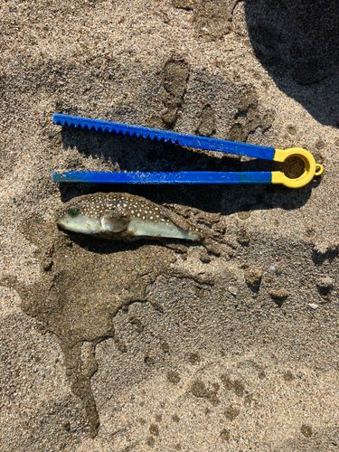 クサフグの釣果