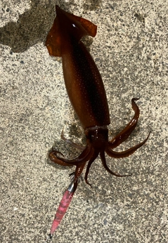 スルメイカの釣果