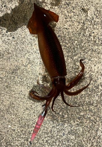 スルメイカの釣果