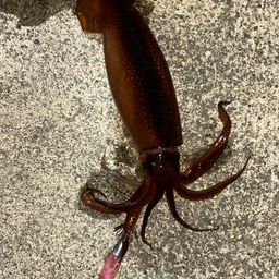 スルメイカ