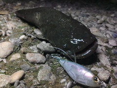 ナマズの釣果