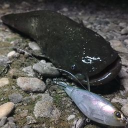 ナマズ