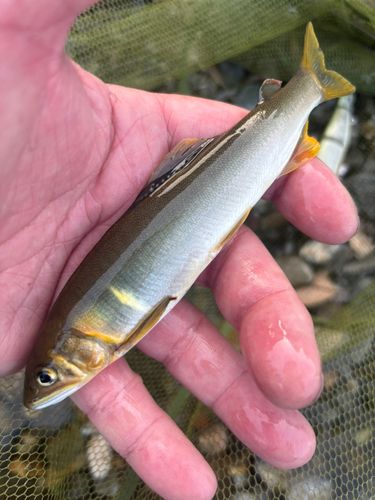 アユの釣果
