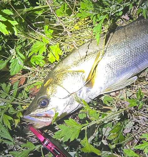 スズキ釣り シーバス(スズキ)の特徴と釣り方 | SHIMANO シマノ
