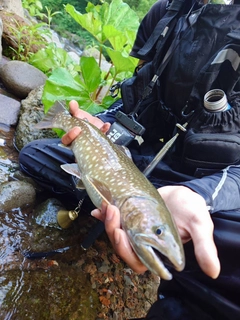 イワナの釣果