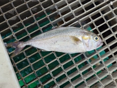 ネリゴの釣果