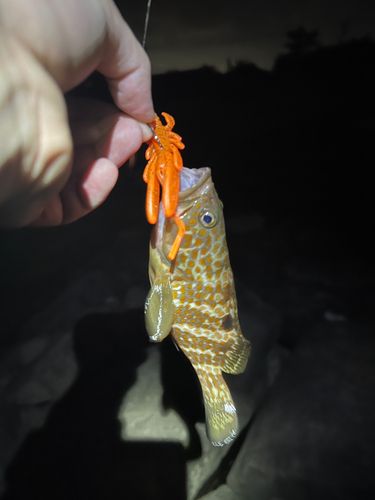 キジハタの釣果