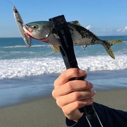 ワカシ