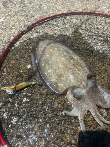 モンゴウイカの釣果