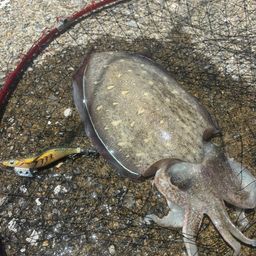 モンゴウイカ