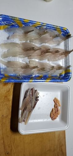 シロギスの釣果