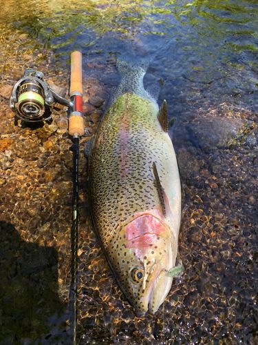 ニジマスの釣果