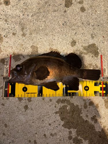 メバルの釣果