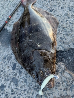 ヒラメの釣果