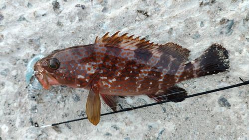 キジハタの釣果