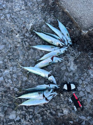 サバの釣果
