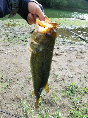 ラージマウスバスの釣果