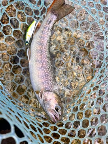 イワナの釣果