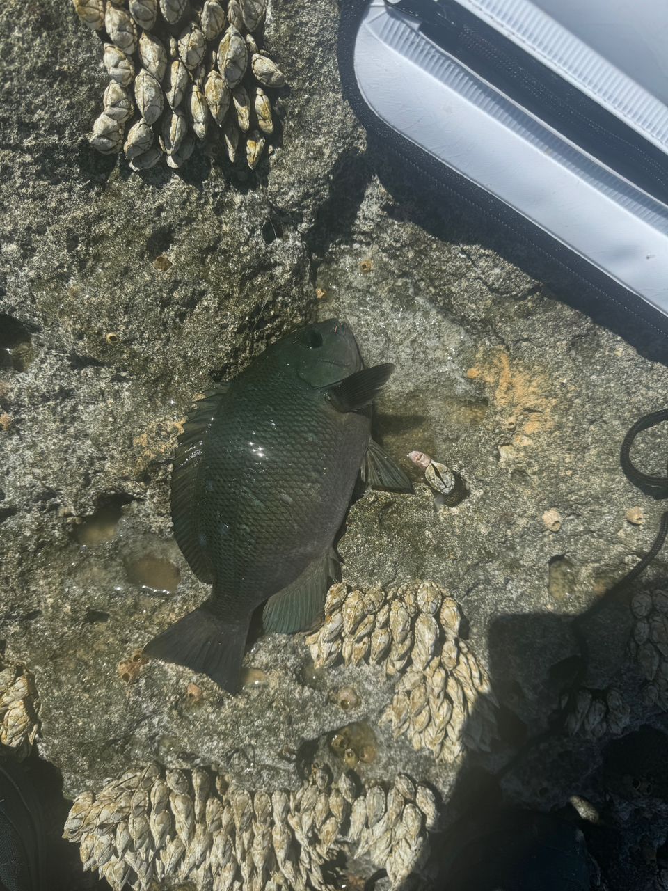 グレ