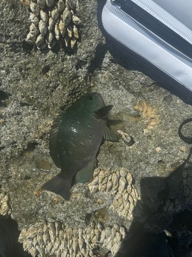 グレの釣果