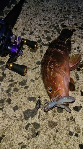 キジハタの釣果