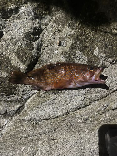 キジハタの釣果