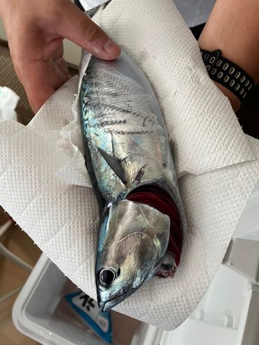 マルソウダの釣果