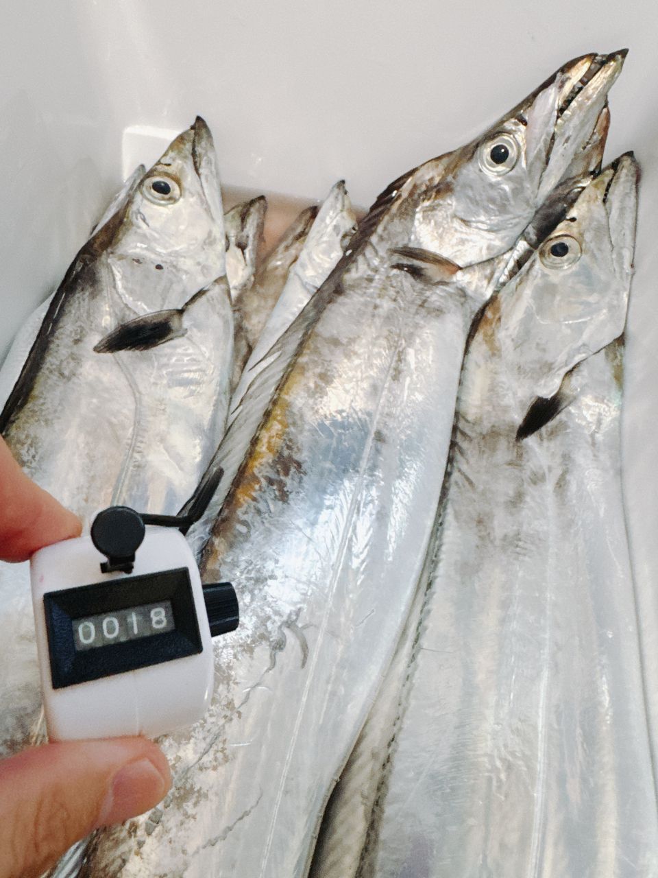 shizuシズさんの釣果 1枚目の画像