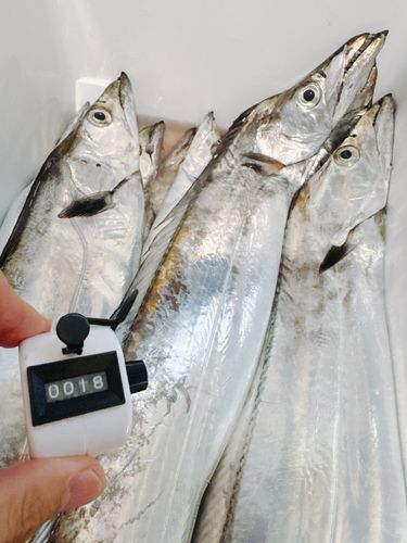 タチウオの釣果